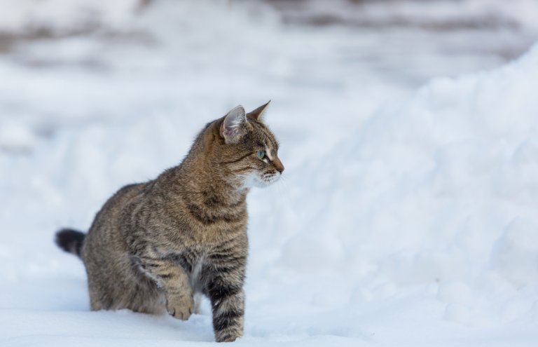 Katt i snøen på vinteren